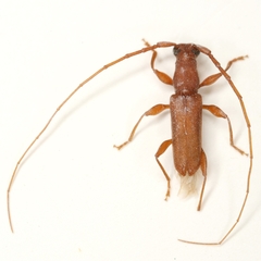 Hypexilis pallida