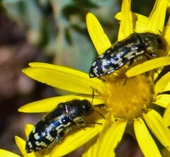 Acmaeodera mixta