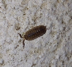 Porcellio scaber