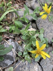 Arnica lanceolata
