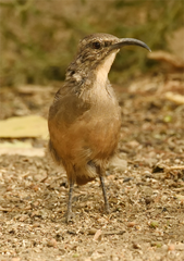 Toxostoma redivivum