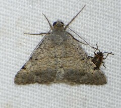 Frederickia nigricomma