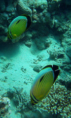 Chaetodon austriacus
