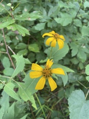 Heliopsis helianthoides