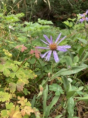Symphyotrichum subspicatum