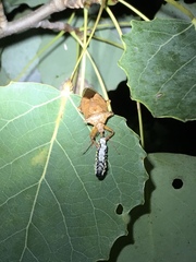 Asopinae