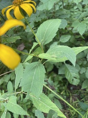 Heliopsis helianthoides