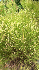 Baccharis sarothroides