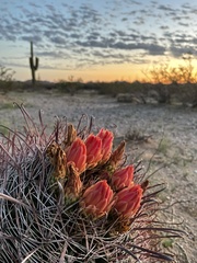 Ferocactus wislizeni