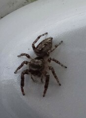 Eris militaris