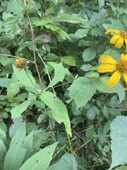 Heliopsis helianthoides