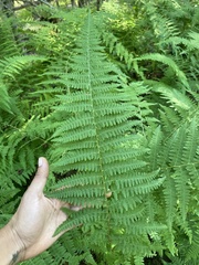 Dennstaedtia