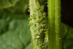Cucumis sativus