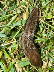 Deroceras reticulatum