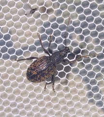 Otiorhynchus sulcatus