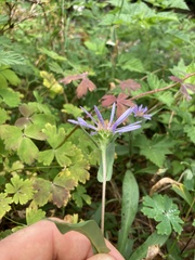 Symphyotrichum subspicatum