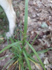 Carex intumescens