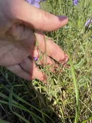 Campanula sibirica