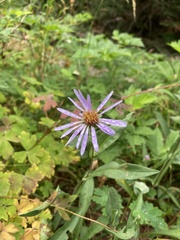 Symphyotrichum subspicatum
