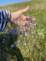 Campanula sibirica