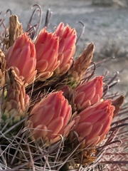 Ferocactus wislizeni