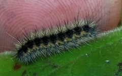 Acronicta auricoma
