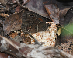 Satyrinae