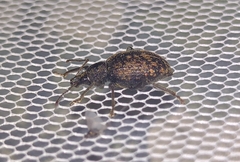 Otiorhynchus sulcatus