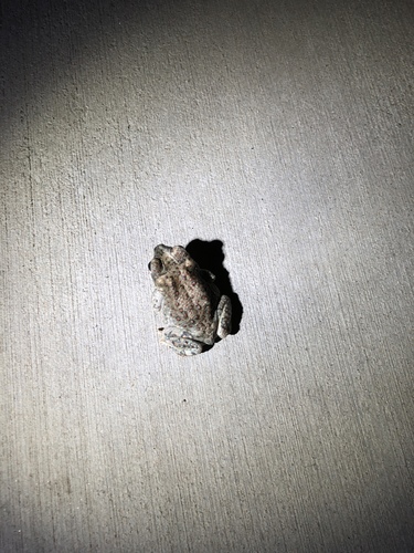 iNaturalist observation photo of Red-spotted Toad