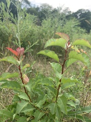 Euphorbia davidii