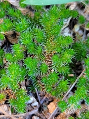 Selaginella peruviana