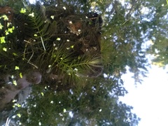 Ceratophyllum echinatum