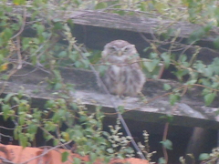 Athene noctua