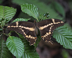 Heraclides aristodemus