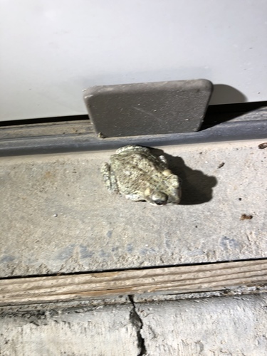 iNaturalist observation photo of Red-spotted Toad