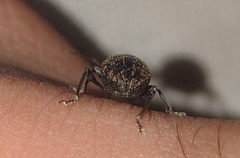 Otiorhynchus sulcatus