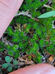 Selaginella peruviana