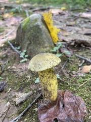 Retiboletus