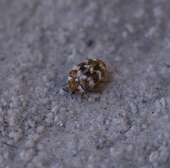 Anthrenus verbasci