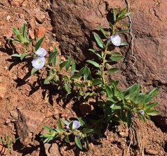 Evolvulus nuttallianus
