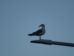 Larus fuscus