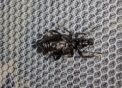 Otiorhynchus sulcatus