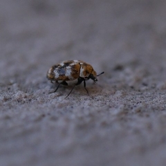 Anthrenus verbasci