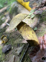 Retiboletus