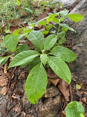 Phytolacca americana