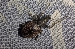 Otiorhynchus sulcatus