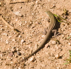 Aspidoscelis uniparens