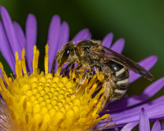 Lasioglossum leucozonium