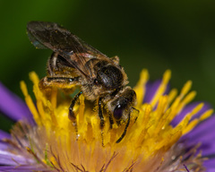 Lasioglossum leucozonium