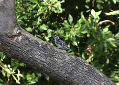 Dryobates nuttallii